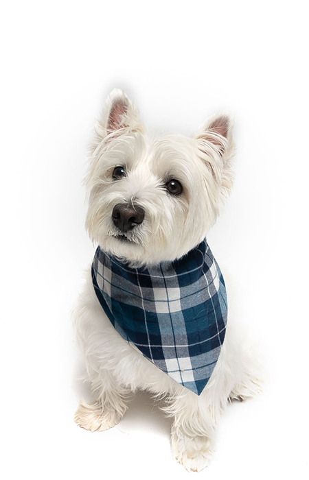 White dog wearing a bandana.